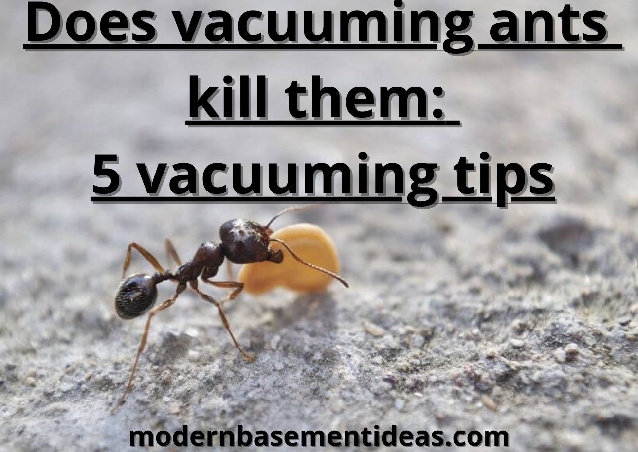 Does vacuuming ants kill them: 5 helpful tips